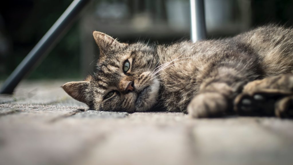 cat in the floor